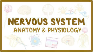 Find high quality nervous coloring page, all coloring page images can be downloaded for free for personal use only. Nervous System Anatomy And Physiology Osmosis