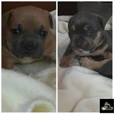 Find dogs and puppies for sale, near you and across australia. American Bully Puppies For Sale Erie Pa 234649