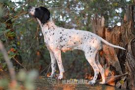 Image result for bretanský dlouhosrstý ohař