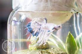 Diy Self Cleaning Canning Jar Aquarium Health Starts In The Kitchen Hayley In The Kitchen