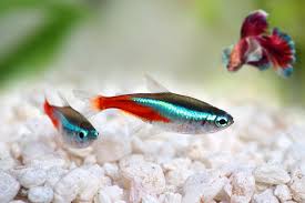 Betta Care Guide