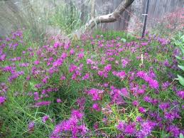 Image result for Vernonia kirkii