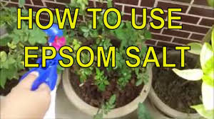 Tests by the national gardening association. How To Use Epsom Salt For Plants Fertilizer For Plants Youtube