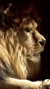 45 Lion Iphone Wallpaper On Wallpapersafari