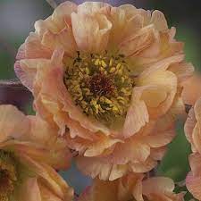 30/35 cm hoog voor een plek in de zon ,half schaduw. Geum Mai Tai Thompson Morgan