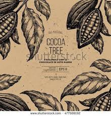 Cocoa Bean Tree Design Template Engraved Style Illustration Chocolate Cocoa Beans Vector Illustration Etchings Etchi Dessin Botanique Feve De Cacao Dessin