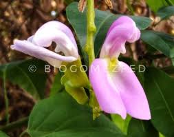 Image result for Canavalia gladiata