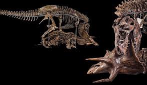 An Elegy For Hatcher The Triceratops Smithsonian Voices National Museum Of Natural History Smithsonian Magazine