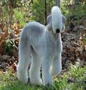 Ashcroft Bedlington Terriers | Honey Brook, Pennsylvania