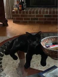 Get reviews, hours, directions, coupons and more for pet care center inc at 2212 david dr, metairie, la 70003. Pet Sitter In Edenborn Avenue Metairie Rose S Pet Care Petbacker Louisiana