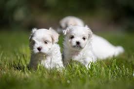 Check out our maltese puppies selection for the very best in unique or custom, handmade pieces from our shops. Maltese Puppies For Sale Akc Puppyfinder