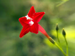 متجر جودة بأسعار منخفضة اجمل زهور في العالم Taskinlardogaldepo Com