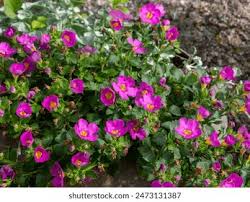 Image result for Sutera debilis