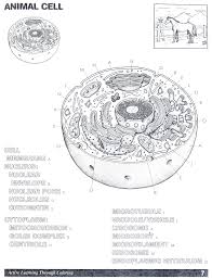 Mitochondria are organelles within eukaryotic cells. Animal Cell Coloring Home