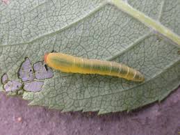 The rose curculio is a chewing insect that prefers yellow and white roses. Rose And Pear Slugs Sawflies
