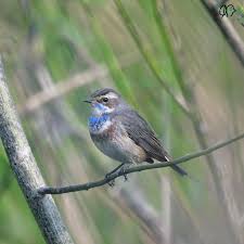 Image result for Ceratotheca integribracteata