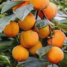 Image result for Diospyros lycioides subsp. lycioides-sericea intermediates