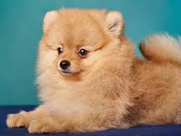 Blue Eyed Pomeranian Can Pomeranians Have Blue Eyes