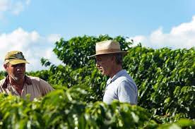 Eighty percent of coffee from brazil is arabica. Cachoeira A Brazilian Coffee With Hints Of Dark Chocolate Cherry And Lime