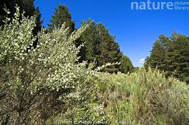 Image result for Retama monosperma