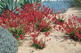 Image result for Anigozanthos