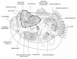 We did not find results for: Animal Cell Diagram Photograph By Science Source
