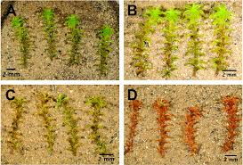 Image result for Crepidomanes inopinatum