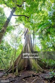 Image result for Sebaea pentandra