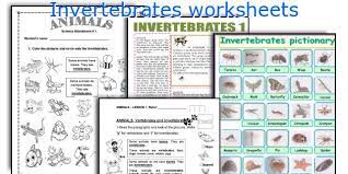 Work sheet on introduction to inverta brate. Invertebrates Worksheets