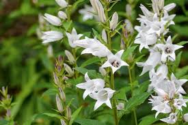 Check spelling or type a new query. Campanula Or Bellflowers The Best To Grow Gardens Illustrated