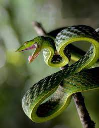 Green Vine Snake Curled Up Shot In Western Ghats Of India Ahaetulla Nasuta Green Vine Snake Or Long Nosed Whip Snake Vine Snake Snake Beautiful Snakes