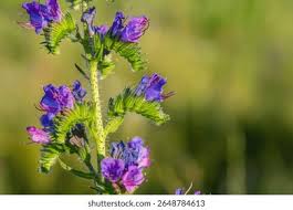 Image result for Boraginaceae