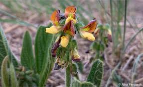 Image result for Eriosema