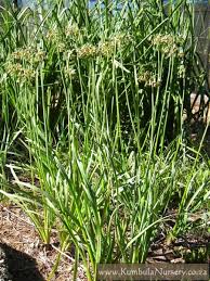 Image result for Tulbaghia alliacea
