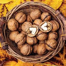 Image result for antraknóza ořešáku