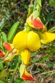 Image result for Crotalaria parvula