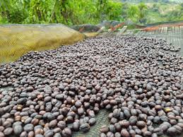 Image result for Lippia abyssinica