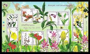 Image result for Pimpinella alismatifolia