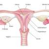 Organs are essentially groups of millions upon millions of cells. 1