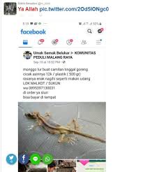 Hewan dan tumbuhan di dunia ini mempunyai banyak ciri khusus yang kita harus ketahui. Bikin Geli Warganet Jual Cicak Crispy Konon Rasanya Mirip Udang