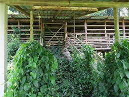 Canopy tribe also includes a barbecue. Kp5mjp9uftjwpm