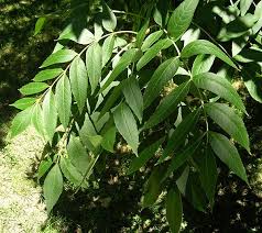 Image result for Elaeodendron matabelicum