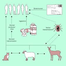 Image result for Q Fever