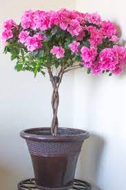 How To Grow Indoor Azalea Trees Among The Lilacs In 2020 Azaleas Landscaping White Flower Farm Potted Trees