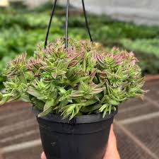 Image result for Crassula capitella