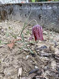 fritillaria meleagris 花格贝母 学名 fritillaria meleagris 是百合科贝母属的植物 又名阿尔泰贝母 小贝母 珠鸡斑贝母 蛇头贝母 花格贝母的花朵呈红褐色 紫色及灰色 有时会是白色的 花期3 5月 高15 40厘米 鳞茎圆形 直径约2厘米 内含有毒的生