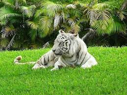White Tiger Facts For Kids Bengal Tiger Bengal Tiger Facts Tiger Pictures