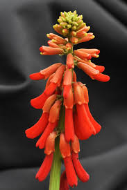 Image result for Erythrina zeyheri