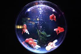 Fish tank bedroom ideas | everyone will want whatever good still choosing a representation and blueprint lest dress thy smack is very difficult if thee do not hold drawing. Aquarium Ideas For Your Bedroom Fine Home Lamps