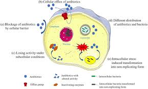 Image result for Intracellular Bacteria